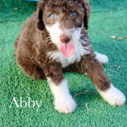 Abby - Brown and white female Sheepadoodle puppy in Comanche, Texas from Central Texas Doodles, LLC.