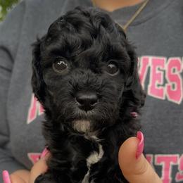 Glory - Black female Cockapoo puppy in Bedford, Iowa from Our Father’s Doodles