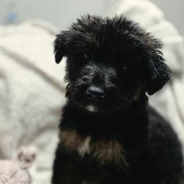 Male 3 - Black and tan male German Shepherd puppy in Leon, West Virginia from Heart2Heart Kennels