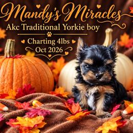 Harvest Haze - Black and gold male Yorkshire Terrier puppy in Dallas, North Carolina from Mandy's Miracles