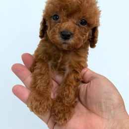 Cavalier King Charles Spaniel, Cavapoo, and Poodle Puppies from Mario’s Pups