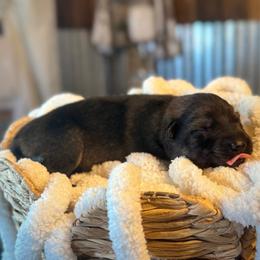 Honor - Sable female German Shepherd puppy in Beryl, Utah from Von Den Mächtigen Kennels
