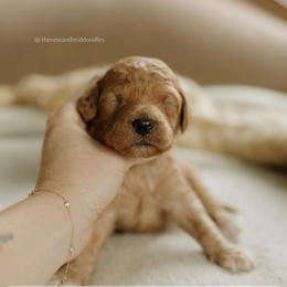Cashew - Red  male Goldendoodle puppy in Hiddenite, North Carolina from Rose and Reid Doodles