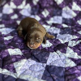 Penny - Chocolate female Dachshund puppy in Morris, Oklahoma from Sliding C Dachshund’s