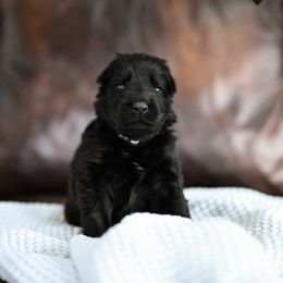Black collar - Black male German Shepherd puppy in Portland, Tennessee from Howixx German Shepherds