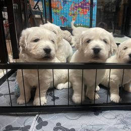 Golden Retriever Puppies from Triple D Ranch