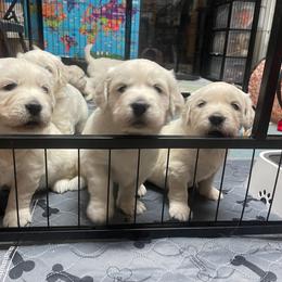 Golden Retriever Puppies from Triple D Ranch