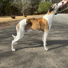 Denver - Whippet