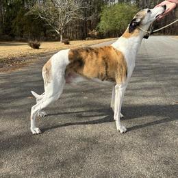 Denver - Whippet