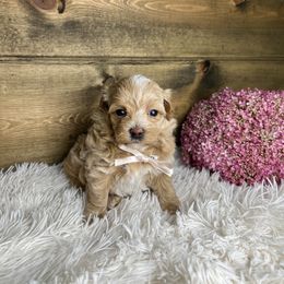 Serenity - Apricot female Maltipoo puppy in Middlebury, Indiana from Pine Grove Canines