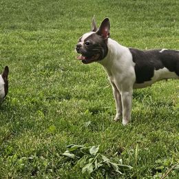 Phoebe - Boston Terrier