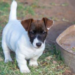 Jack Russell Terrier Puppies from 42 Jack Russell Terriers