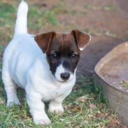 Jack Russell Terrier Puppies from 42 Jack Russell Terriers