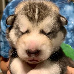Manny - Gray and white male Alaskan Malamute puppy in Palmyra, Michigan from Illusion Kennel