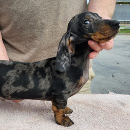 Diesel - Dachshund