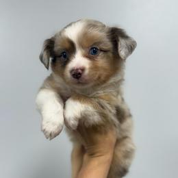 Bingo - Red merle male Miniature Australian Shepherd puppy in Mount Airy, Georgia from North Georgia Gems