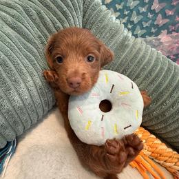 Daredevil - Fawn (Isabella) male Dachshund puppy in Pittsburg, California from Super Hero Dachshunds