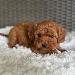 Romeo - Red male Cavapoo puppy in Hardin, Texas from Oodlesoflildoodles