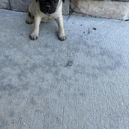 Boy 2 - Fawn male Pug puppy in Brooksville, Florida from Windsorsprings