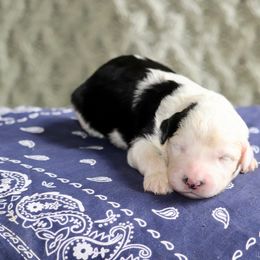 Rango (red collar) - Black and white male Sheepadoodle puppy in Mouth Of Wilson, Virginia from HoneyBunn Doodle Co.