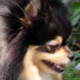 Glitter - Pomeranian