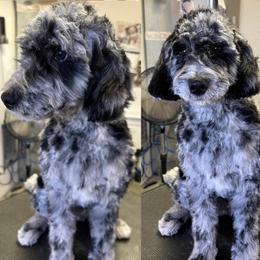 Maui - Merle female Goldendoodle puppy in Horseshoe Bend, Idaho from Over the Moon Poodles and Doodles