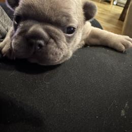 Marcel - Blue fawn male French Bulldog puppy in Goshen, Ohio from Washburns bostons