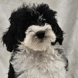 Lilly - Parti female Poodle puppy in Puyallup, Washington from Pure Parti Poodles