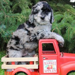 Goldendoodle, Havapoo, Labradoodle, and Springerdoodle Puppies from Oregon Valley Pups