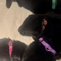 Orange Girl - Black and red female German Shepherd puppy in Rolesville, North Carolina from Ransomshire Shepherds