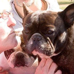 French Bulldog All Grown Up from Chitawee French Bulldogs