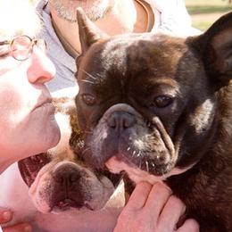French Bulldog All Grown Up from Chitawee French Bulldogs