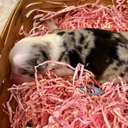 Girl 1 - Blue merle female Miniature Australian Shepherd puppy in Nashville, Tennessee from Little B’s Aussies