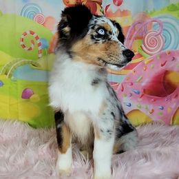 Trudy - Blue merle female Australian Shepherd puppy in Waddell, Arizona from Winsome Aussies