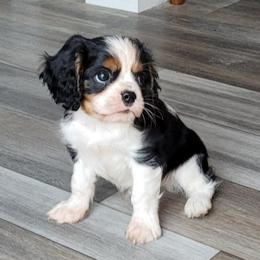 Cavalier King Charles Spaniel puppies from Renaissance Rose Cavaliers