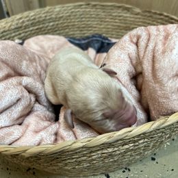 Boy 8 - Yellow Labrador Retriever puppy in Le Center, Minnesota from Wild Acre Kennels