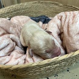 Boy 8 - Yellow Labrador Retriever puppy in Le Center, Minnesota from Wild Acre Kennels