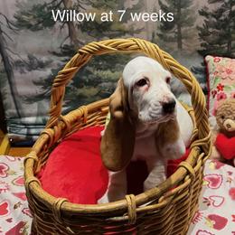 Willow - Red and white female Basset Hound puppy in Hodges, South Carolina from Blooming Basset