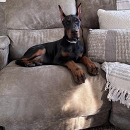 Doberman Pinscher Puppies from Gold Star Canines