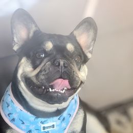Mila - French Bulldog
