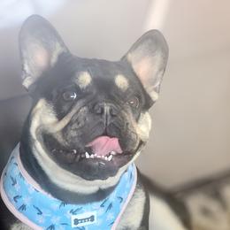 Mila - French Bulldog