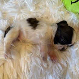 AKC - Waffles Champions Bloodline - Tricolor male Shih Tzu puppy in Long Beach, California from Prieto Shih-Tzu's