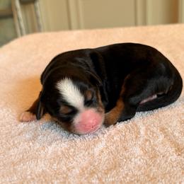 Bogey - Tri-color male Bernedoodle puppy in Royse City, Texas from Platinum Bernedoodles of Texas