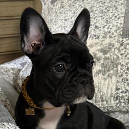 Little Ralphie - Black male French Bulldog puppy in Clifton, Texas from Blue Ribbon French Bulldogs