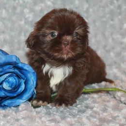 Shih Tzu Puppies from Gypsy Breeze Kennels
