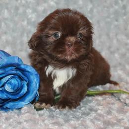 Shih Tzu Puppies from Gypsy Breeze Kennels