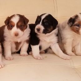 Australian Shepherd Puppies from Foothill Aussies