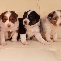Australian Shepherd Puppies from Foothill Aussies