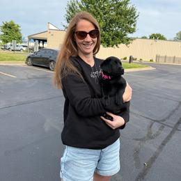 Ireland- Pink Collar - Black female Labrador Retriever puppy in Greensburg, Kentucky from Paws Farm Retrievers