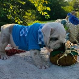 Lucky - Blue tri-color male Bulldog puppy in Hopkins, Missouri from Mowry Creek Mini Aussiedoodles and More